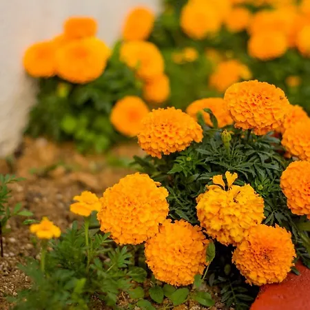 Gardenlux Casa de Férias *
