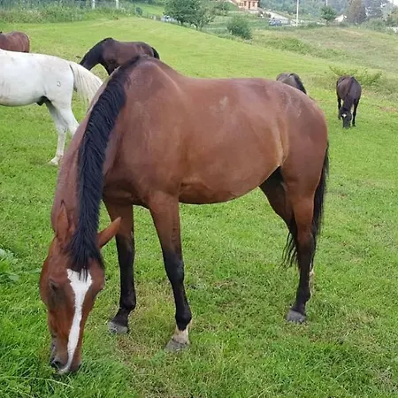 Gardenlux * Sarajevo